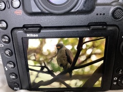 Rupornis magnirostris