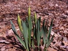 Narcissus