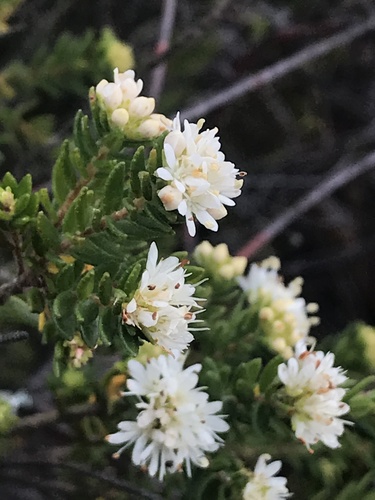 Agathosma elegans (Agathosma elegans)