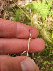 Deschampsia chapmanii