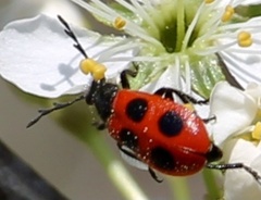 Pelonides quadripunctata
