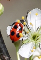 Pelonides quadripunctata