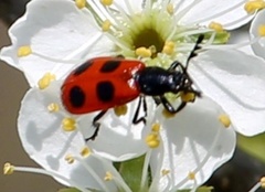 Pelonides quadripunctata