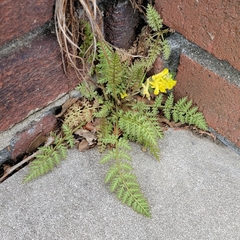 Corydalis cheilanthifolia