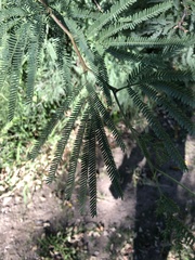 Prosopis alba