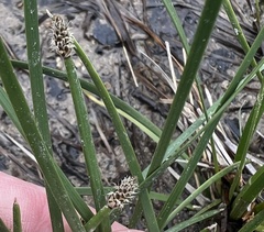 Eleocharis bifida