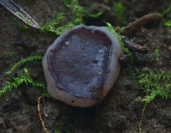 Daleomyces petersii