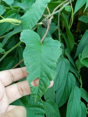 Operculina codonantha, photograph Pier Luiggi Maquilón, CC BY, iNaturalist via GBIF