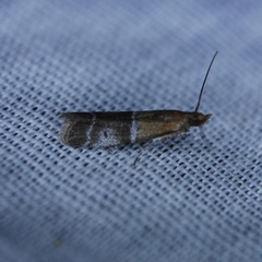 Moodna pallidostrinella