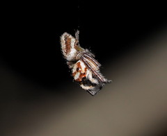 Opisthoncus abnormis