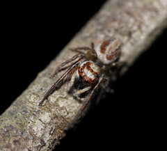 Opisthoncus abnormis