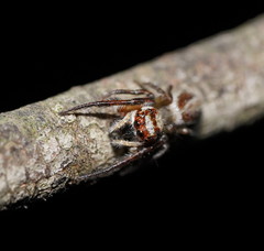 Opisthoncus abnormis