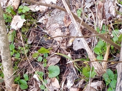 Symplocarpus foetidus