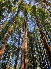 Sequoia sempervirens
