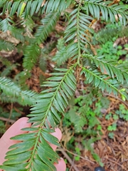 Sequoia sempervirens