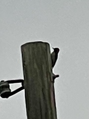 Dryobates nuttallii