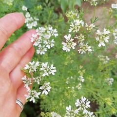 Coriandrum