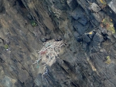 Falco peregrinus brookei