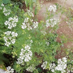 Coriandrum