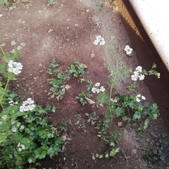 Coriandrum