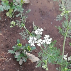 Coriandrum
