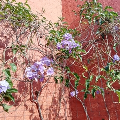Magnoliopsida