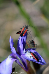 Dionconotus neglectus