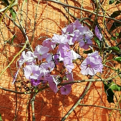 Magnoliopsida