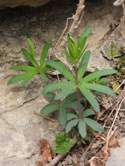 Galium laevigatum