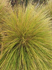 Chionochloa acicularis