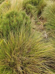 Chionochloa acicularis