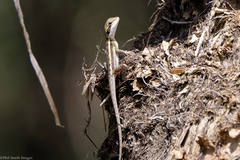 Lophognathus gilberti