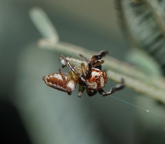 Opisthoncus abnormis