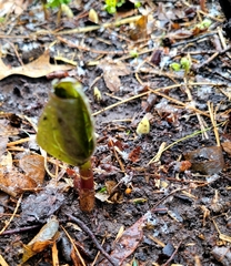 Trillium recurvatum
