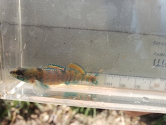 Etheostoma collettei