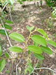 Bridelia ferruginea