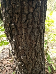 Bridelia ferruginea