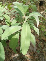 Terminalia avicennioides