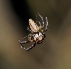 Opisthoncus abnormis