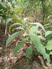 Terminalia avicennioides