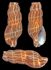 Caducifer decapitatus