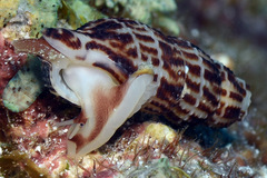 Caducifer decapitatus