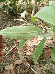 Terminalia avicennioides