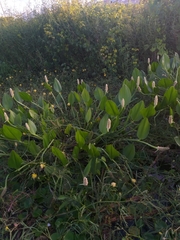 Pontederia reflexa