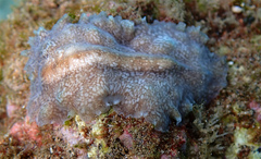 Pericelis