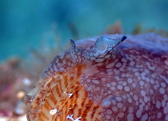 Pericelis
