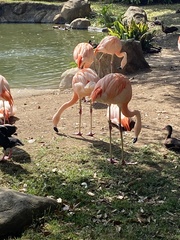 Phoenicopteriformes