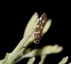 Macrobathra myriophthalma