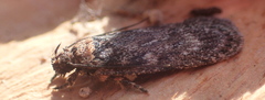 Depressaria adustatella