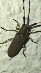 Agapanthia annularis
